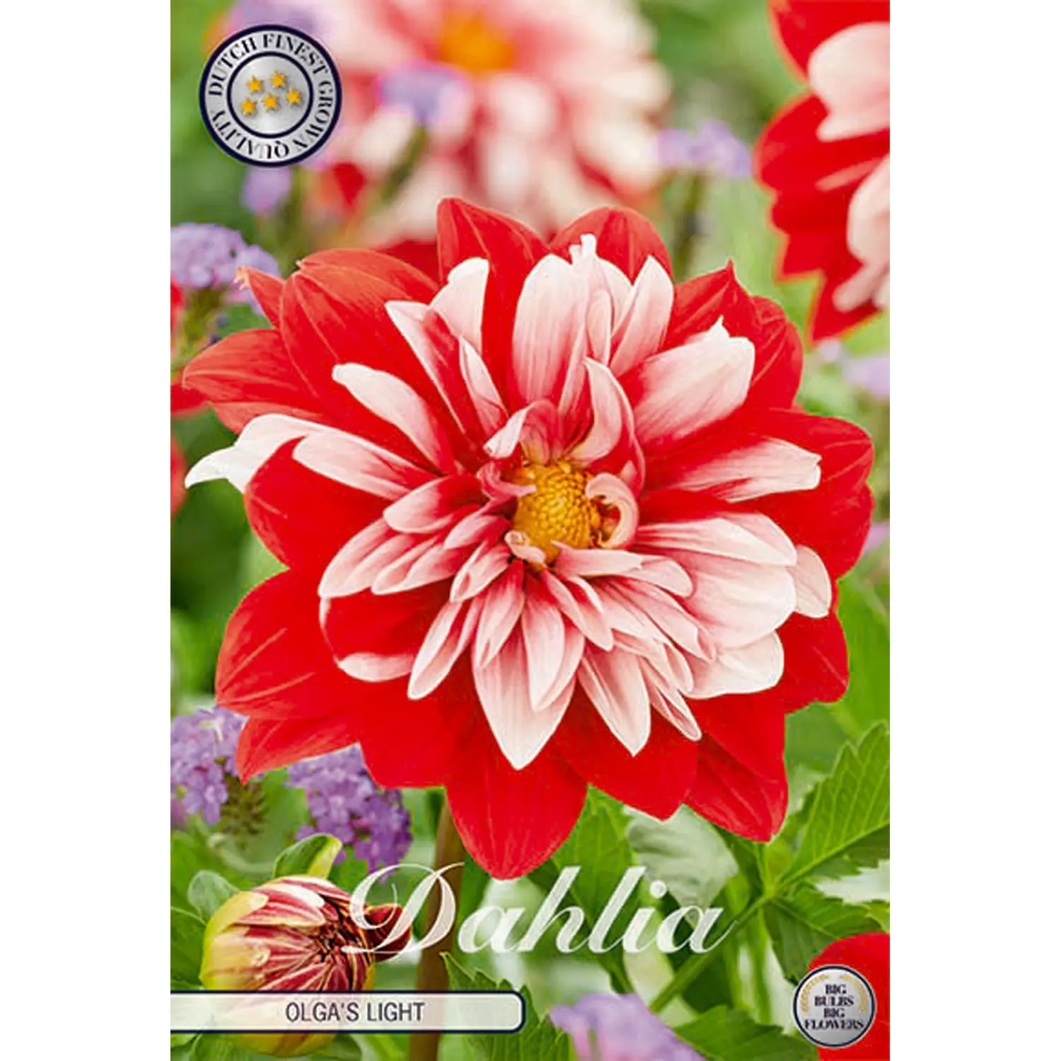 Dekorativdahlia, Olga's light 1 st