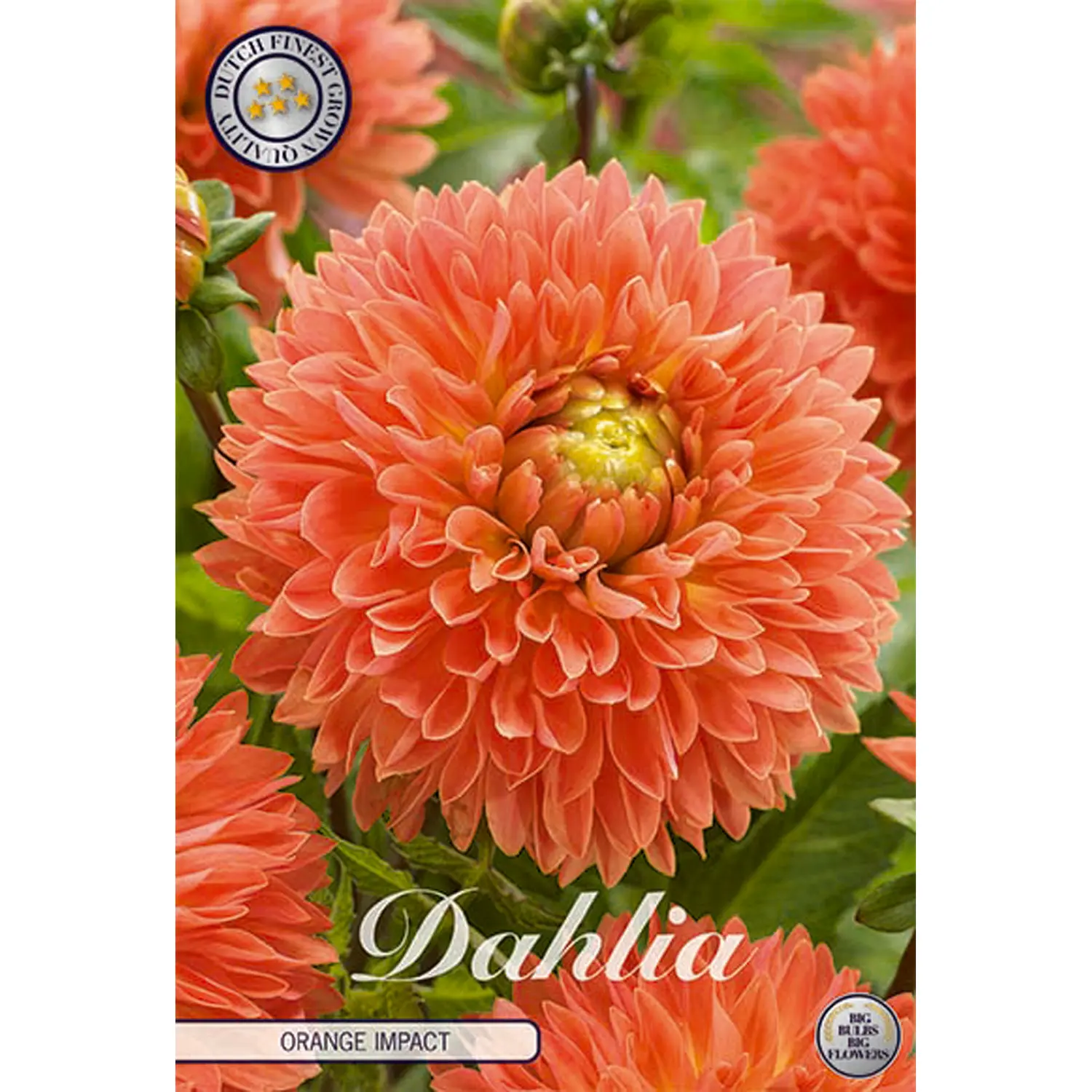 Dekorativdahlia, Orange Impact 1 st