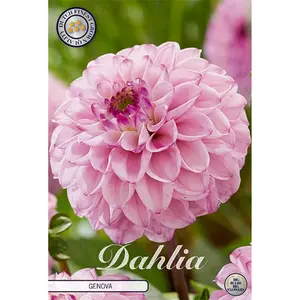 Bolldahlia, Genova 1 st