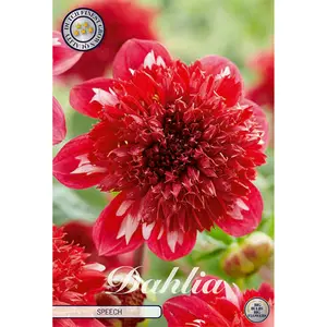 Anemondahlia, Speech 1 st
