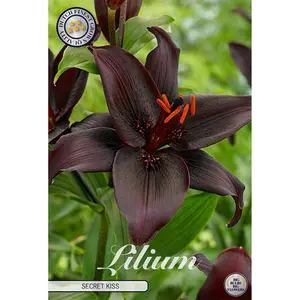 Asiatisk flocklilja, Secret Kiss 2 st