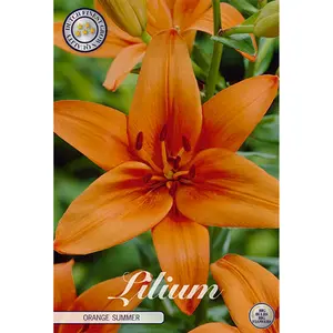 Asiatisk flocklilja, Orange Summer 2 st