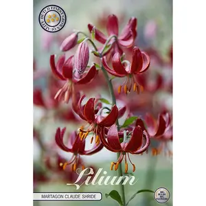 Krollilja, Martagon Claude Shride 1 st
