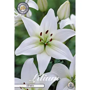 Asiatisk flocklilja, Ice Men 2 st