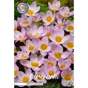 Botanisk krokus, Firefly 20 st