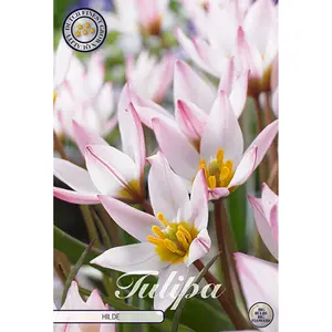 Botanisk tulpan, Hilde 10 st