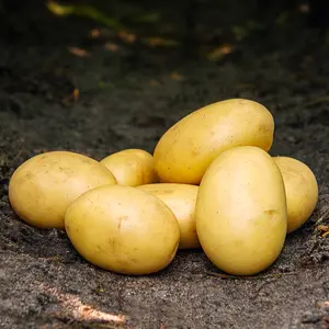 Sättpotatis, Santera 2 kg