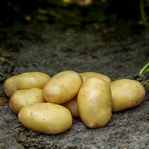 Sättpotatis, Tinca 2 kg Ekologisk