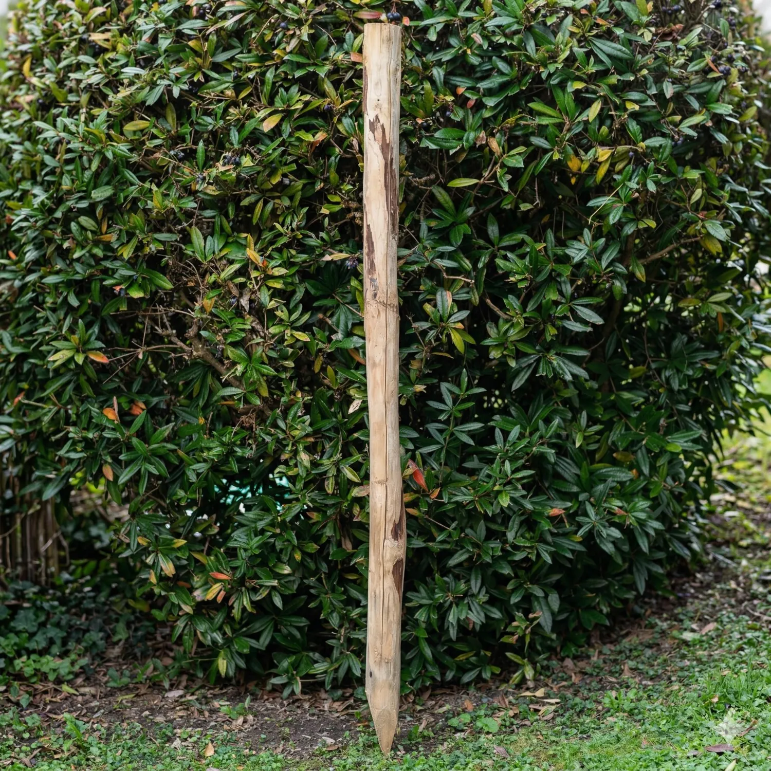 Kastanjestolpe 1,75 meter