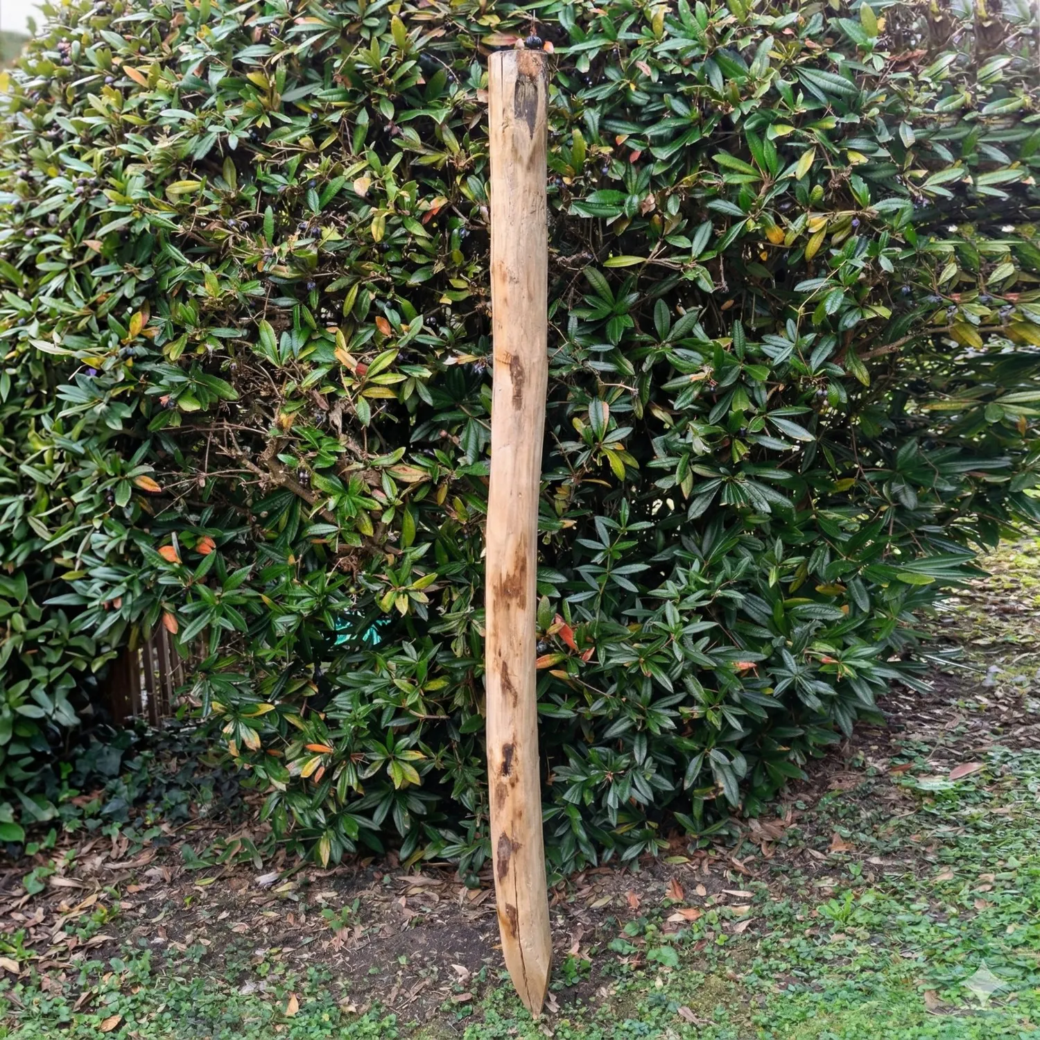 Kastanjestolpe 1,5 meter