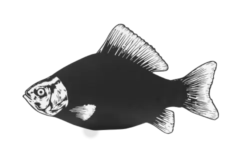 Griffelskylt fisk 40cm