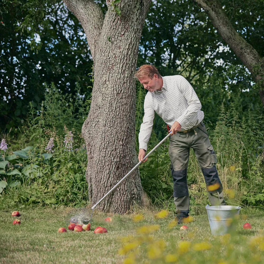 Vuxen man använder äppelplockare med skaft för att plocka röda äpplen som ligger på gräsmattan