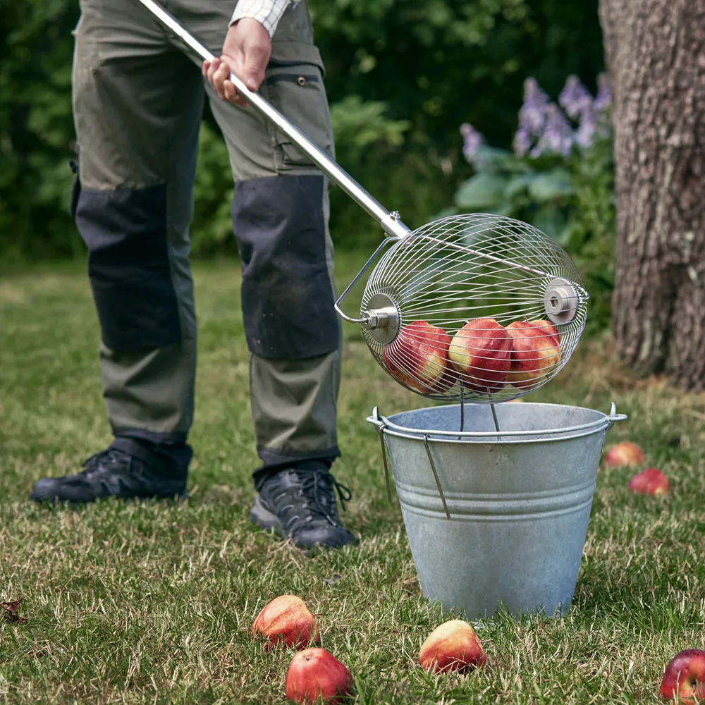 Tömmer röda äpplen från äppelplockaren till en metallhink i trädgården