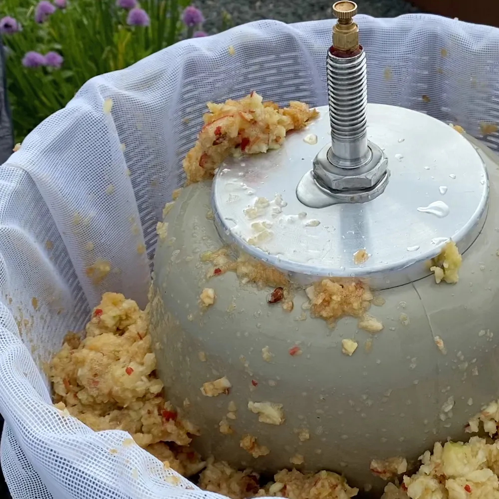 Äppelkross fylls i hydropressen för att pressas till must