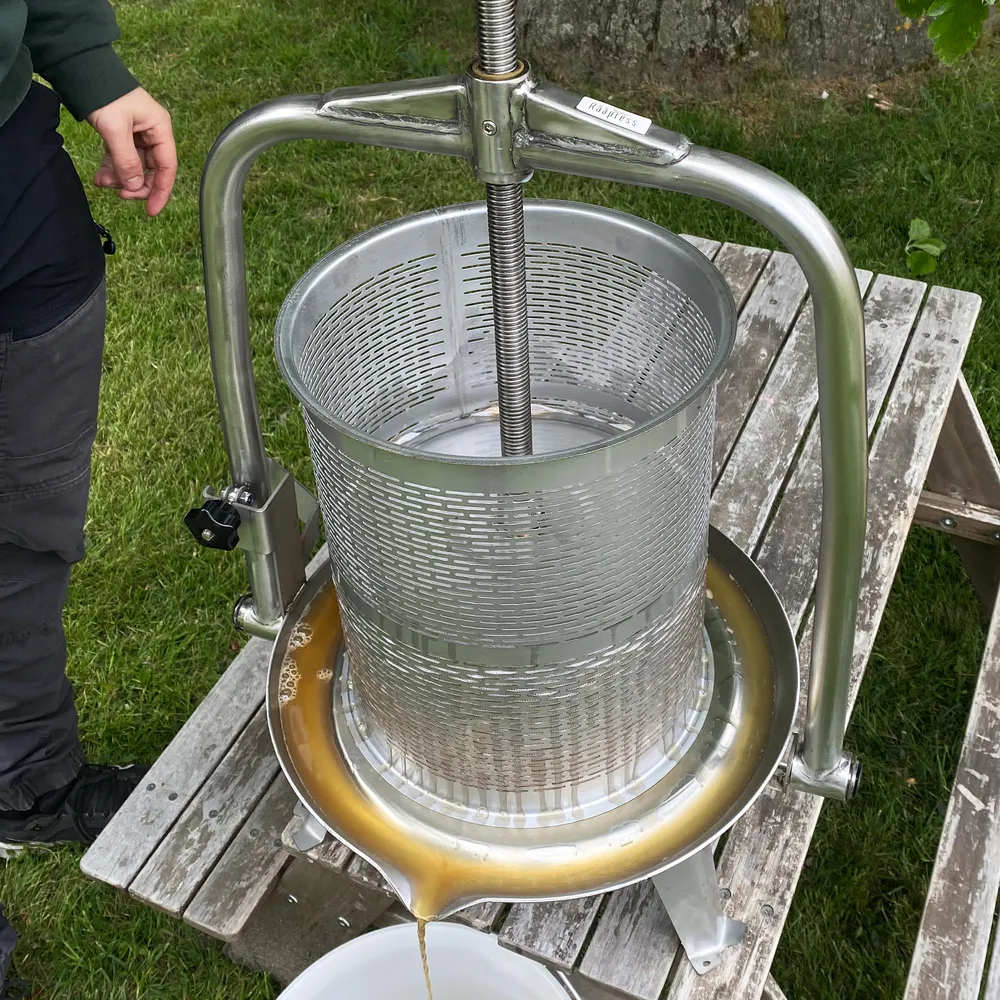 Pressningen påbörjas – skruvarmen vrids nedåt för att trycka frukten i presskorgen