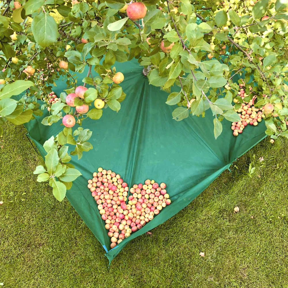 Stort grönt skördenät fyllt med äpplen är uppspänt på gräsmattan under ett äppelträd i trädgården
