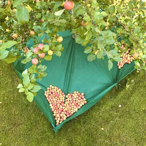 Stort grönt skördenät fyllt med äpplen är uppspänt på gräsmattan under ett äppelträd i trädgården