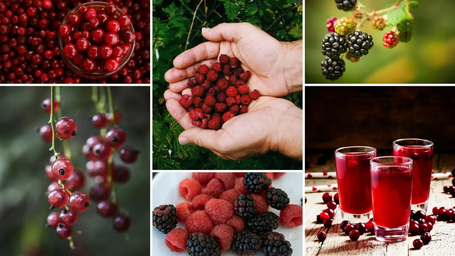Bilder på olika bär, allt från lingon, till blåbär, vinbär och hallon