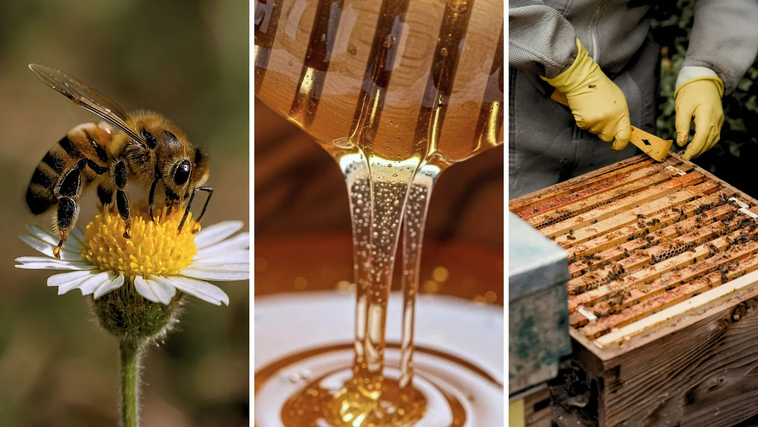 3 bilder, en på ett bi, en på flytande honung och en på en bikupa