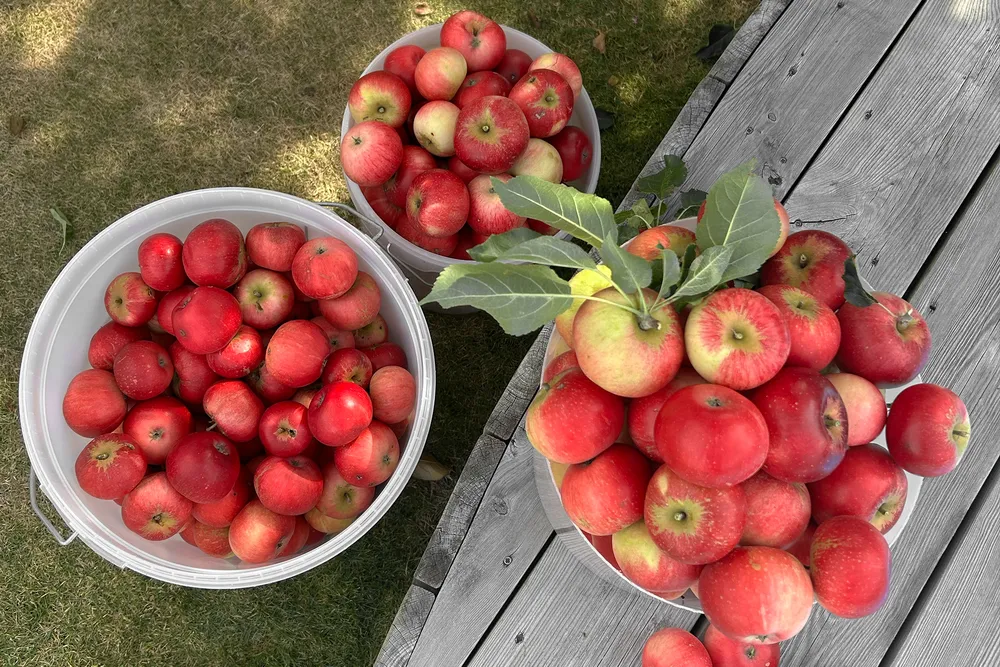 Bøtter med modne, røde epler