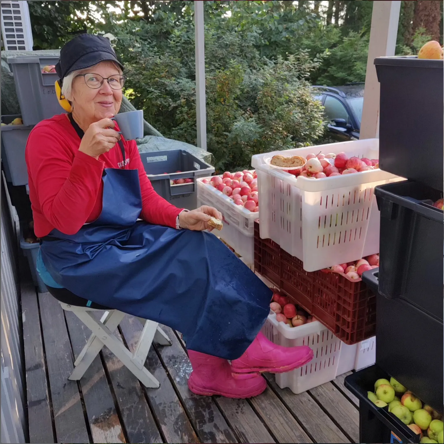 Kahvitauko omenakorien vieressä, jotka pian puristetaan mehuksi