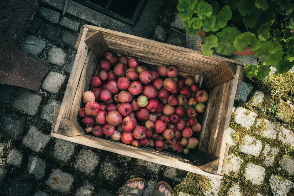 Hva gjør man med mange epler?