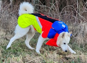 Tuskproof Wolf skyddsväst med fäste för vargstål