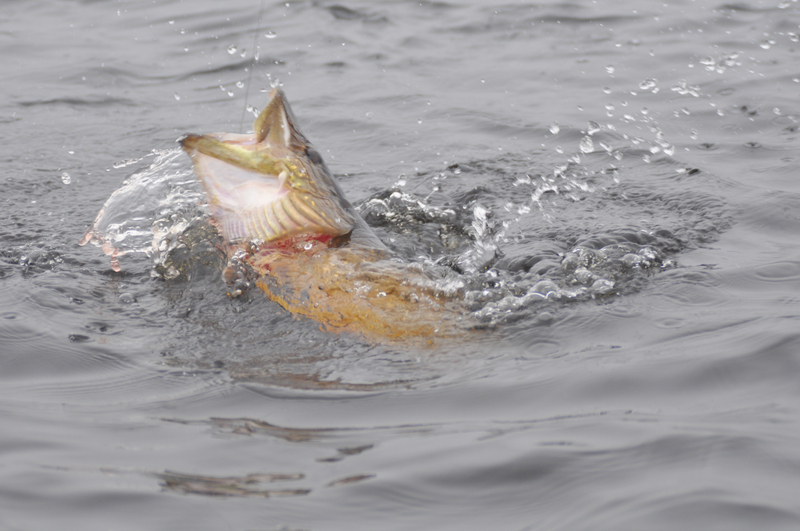 Första bild av Fiskeäventyr