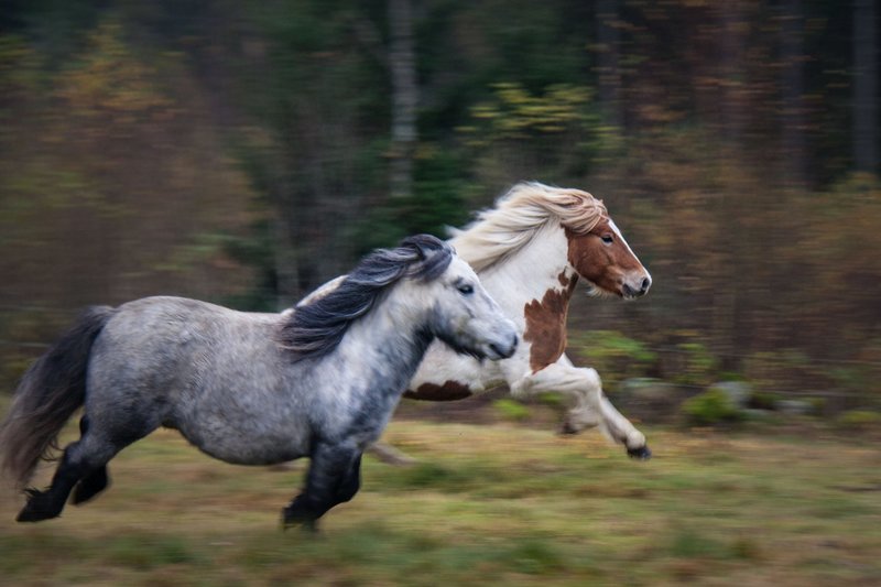 Fartfylld bild. Hästar i galopp över ett fält.