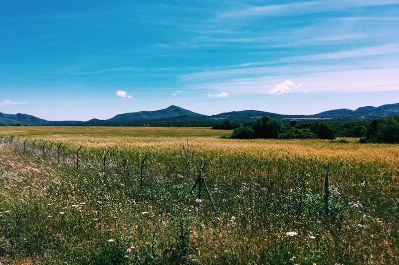 Miljöbild. En guldfärgad äng, blå himmel och berg i fjärran.
