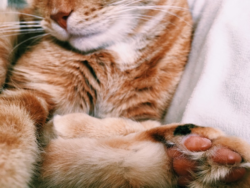 Detaljbild, en röd katt.