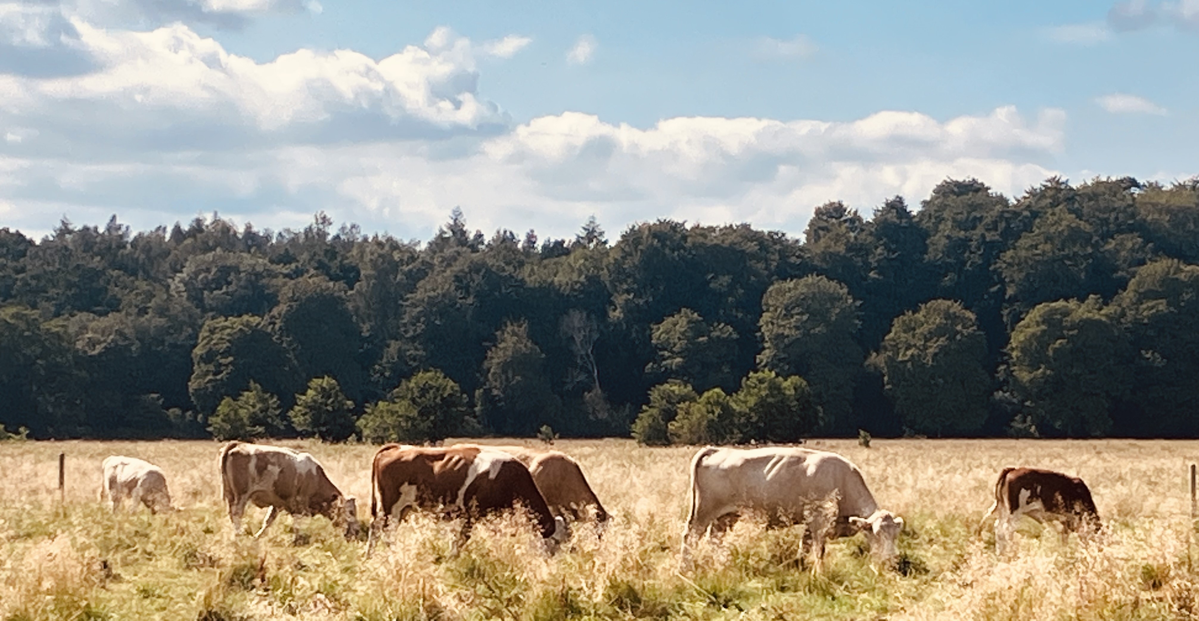 Nyhetsbrev Biogas Syd 3/2025