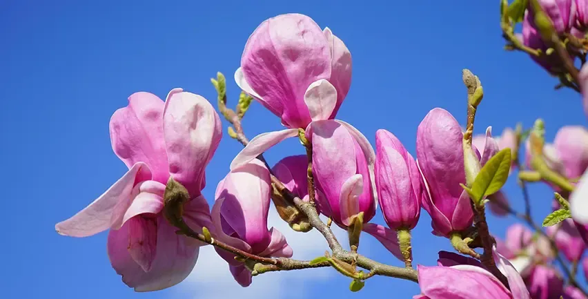 Konkreta insatser för Skånes energi- och klimatomställning 