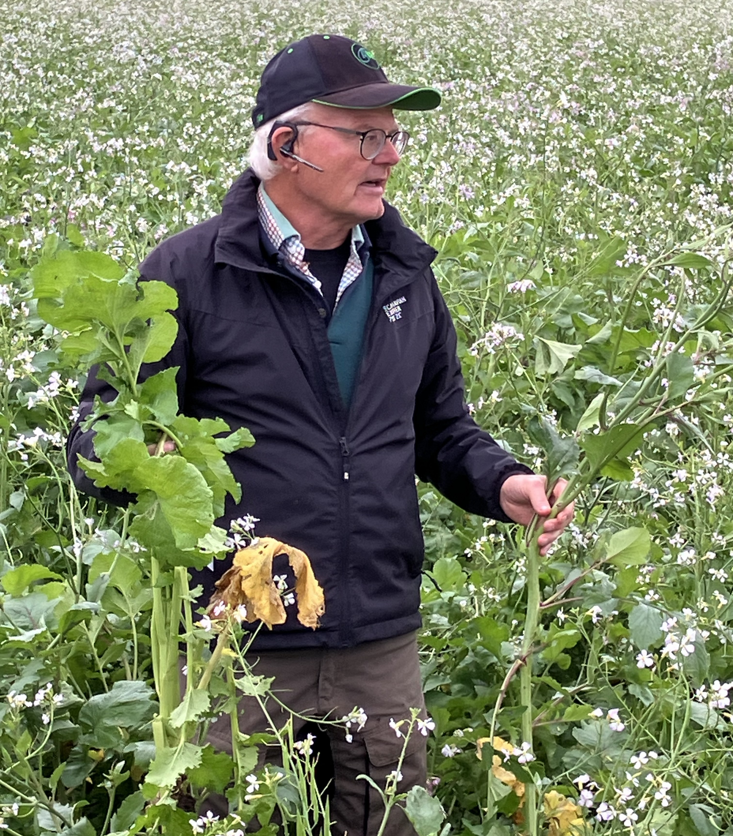 Rapport från fältvandringar med tema mellangrödor och biogas 