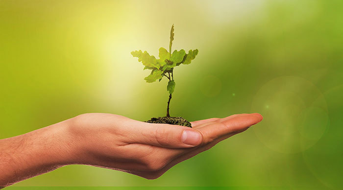 En hand som håller en liten ekplanta i handflatan.