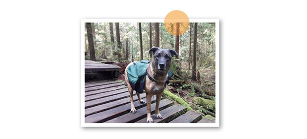 Photo of Rick’s dog Chaos.