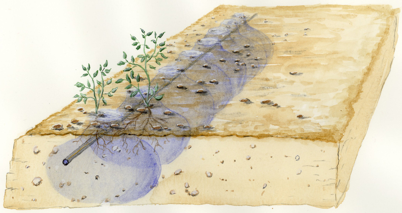 Illustration droppbevattning Illustration av droppbevattning under jord