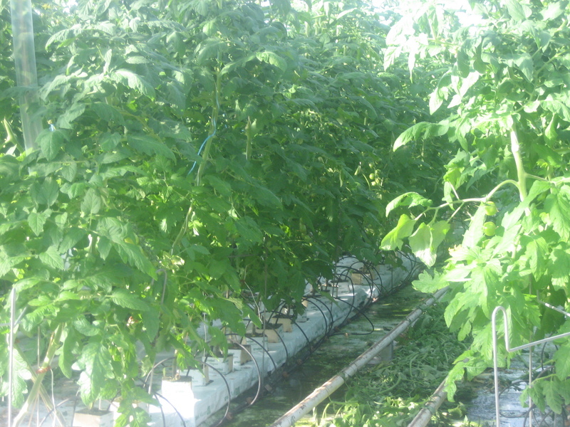 Droppbevattning med droppknapp Droppbevattning i tomatodling med droppknappar där både näring och vatten tillförs genom knappen