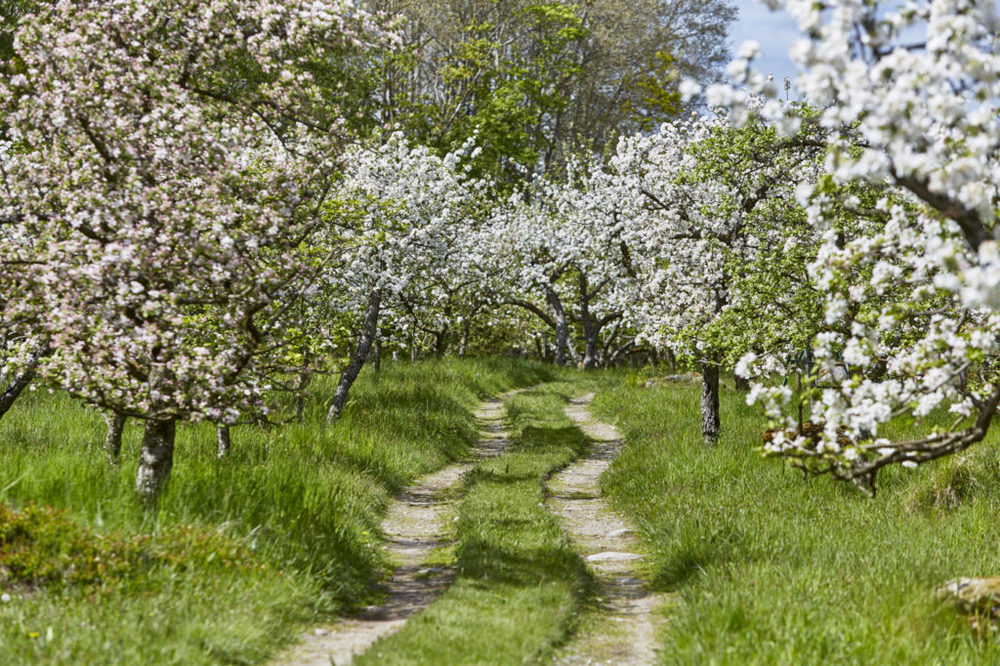 Applefield in Åsnen