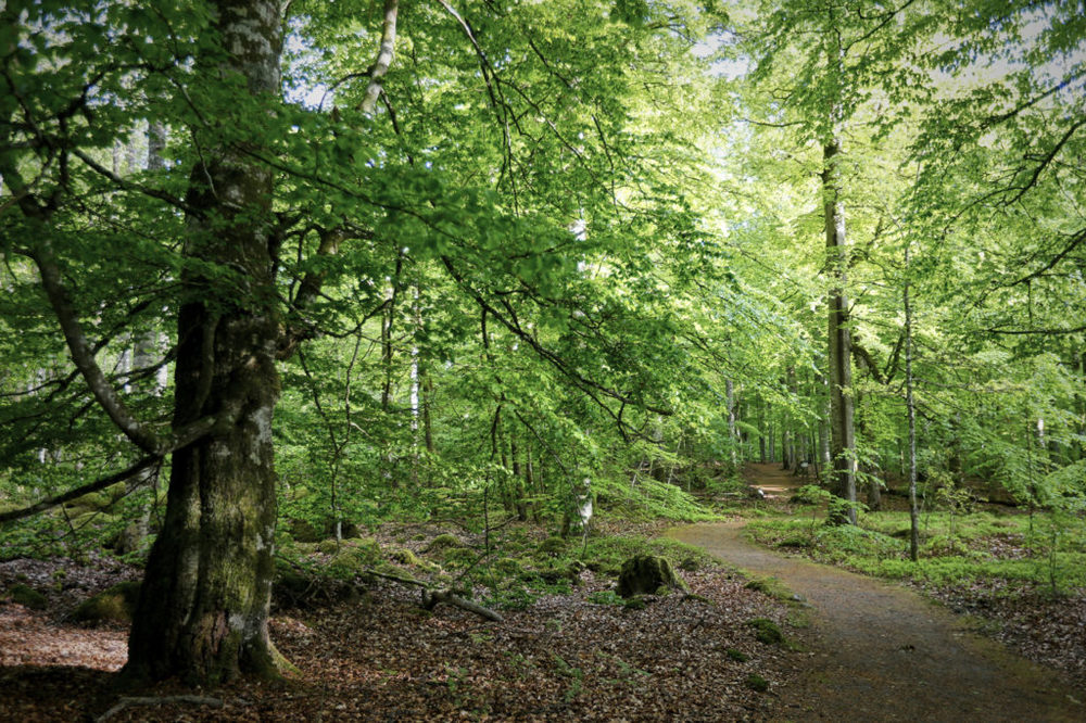 Åsnen national park forest
