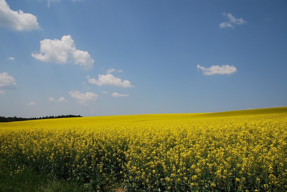 Countryside field just outside Malmö