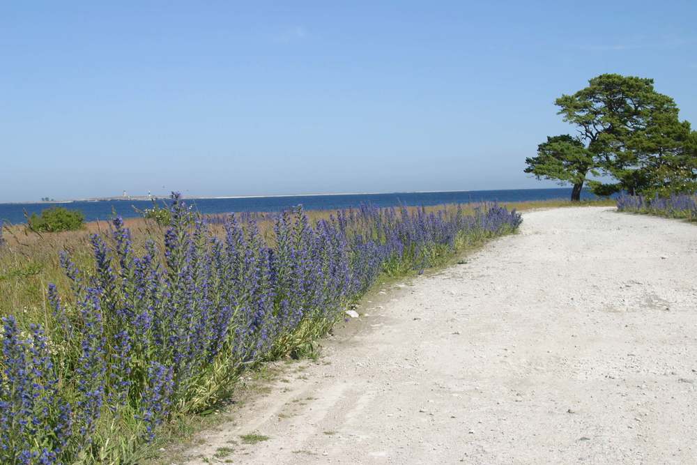 Experience Gotland by Bike. Cycle Gotlandsleden.