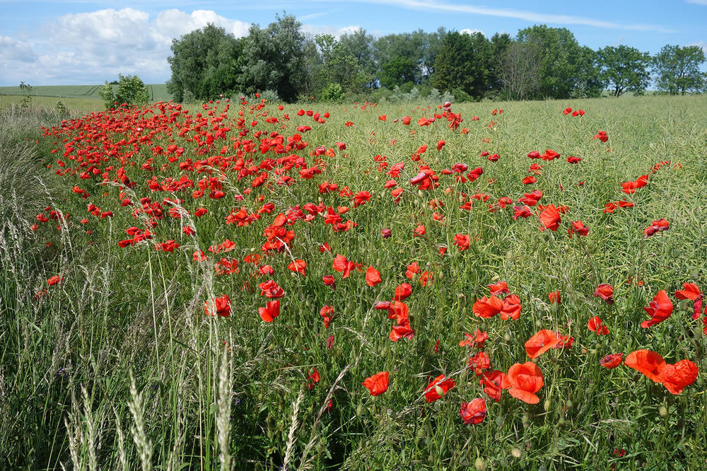 Österlen landscape in Southeast trail.