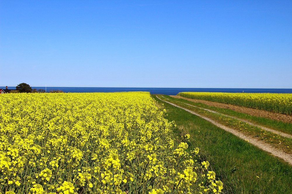Ystad cykeluthyrning hjälper dig att hitta de bästa utflyktsmålen på cykel.