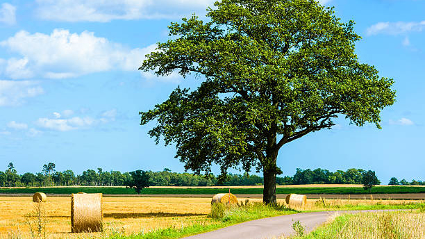Cycling in Nybro Småland.