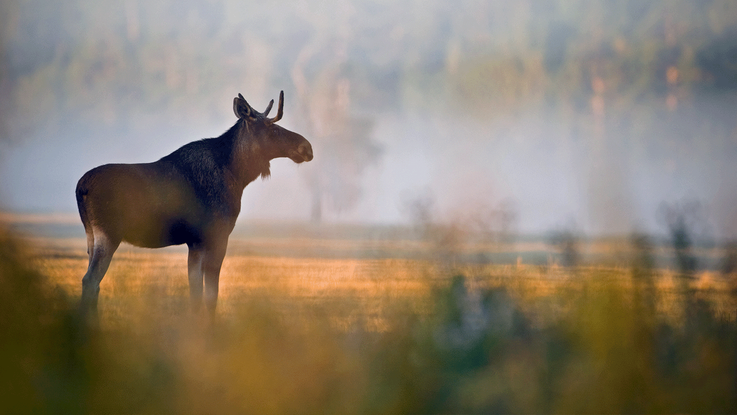 Miljöbild av älg som står på ett fält i gryning